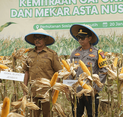 Panen Perdana Agroforestry Paten Mekar Tani