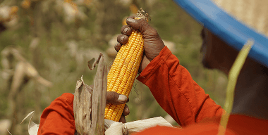 Penyerapan Hasil Panen